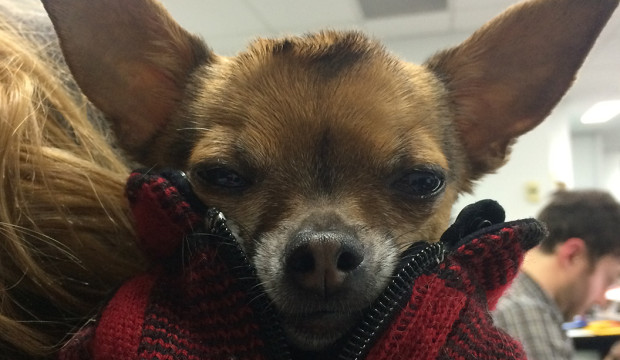 Pimpmypooch_6